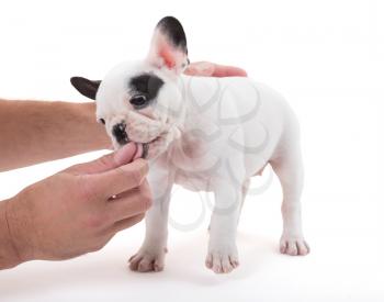French puppy bulldog getting a treat, isolated on a white background, selective focus