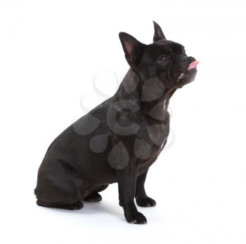 French bulldog isolated on a white background, selective focus