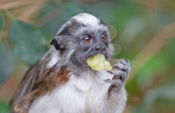 Black and white color small monkey Oedipus Tamarin, eating