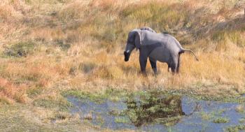 Elephant in the Okavango delta (Botswana), aerial shot