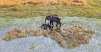 Elephant with young crossing water in the Okavango delta (Botswana), aerial shot