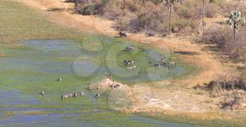 Elephants and zebras in the Okavango delta (Botswana), aerial shot