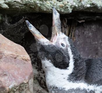 Humboldt penguin calling with its beak wide open
