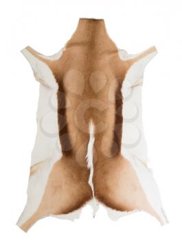 Skin of a springbok, isolated on white