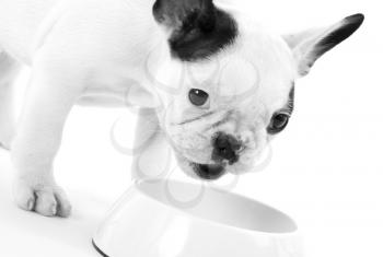 French puppy bulldog eating, isolated on a white background, selective focus