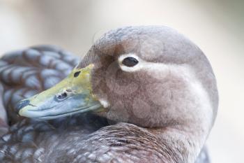 Close-up of a brown duck - Selective focus on the eye