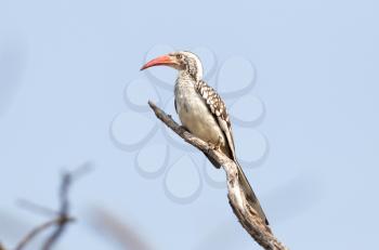 Red billed hornbill (Tockus erythrorhynchus) in a tree