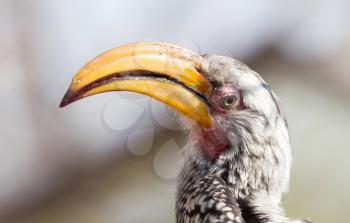 Southern yellow-billed hornbill (Tockus leucomelas)