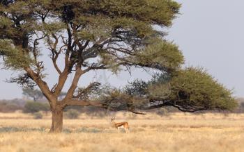 Springbok antelope (Antidorcas marsupialis) under a tree in the Kalahari, Botswana
