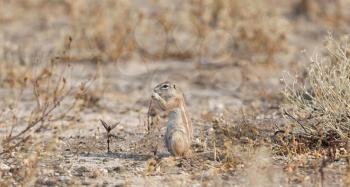 Cape ground squirrel (xerus inauris) in the Kalahari