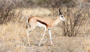 Springbok antelope (Antidorcas marsupialis) in it's natural habitat - Botswana