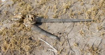 Death in the Desert - Oryx (gemsbok) antelope skull in the Kalahari