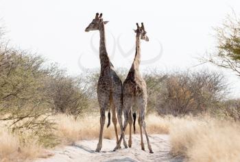 Two giraffes blocking the road, Kalahari - Botswana