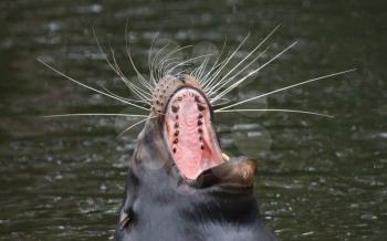 Sea lion closeup - Waiting to be entertained