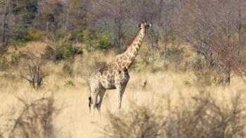 Single adult giraffe (Giraffa camelopardalis) in Namibia