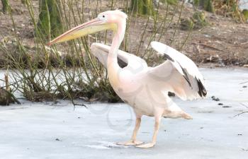Pelican standing on ice, slightly confused what to make of it