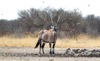 Oryx at a waterhole, Kalahari desert, Botswana