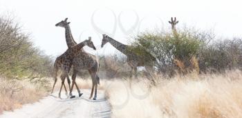 Giraffes blocking the road effectively, Kalahari - Botswana