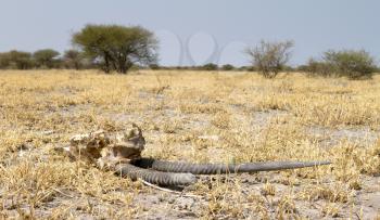 Death in the Desert - Oryx (gemsbok) antelope skull in the Kalahari