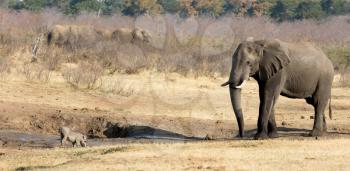 Warthog chased away by an african elephant, waterhole - Namibia