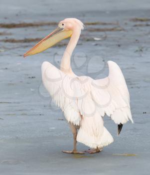 Pelican standing on ice, slightly confused what to make of it