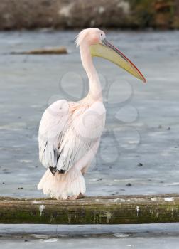 Pelican standing at a frozen pond, slightly confused what to make of it