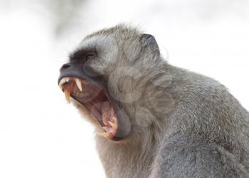 Vervet monkey (Chlorocebus pygerythrus) showing it's teeth, Botswana