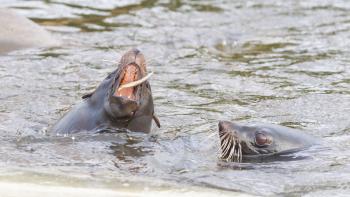 Sea lion eating a fish - Feeding time