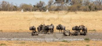 Large group of wildebeast close to a waterhole, Botswana