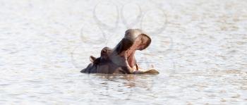 Adult hippo (Hippopotamus amphibius) in a pool, Botswana