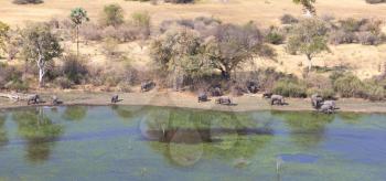 Elephants in the Okavango delta (Botswana), aerial shot