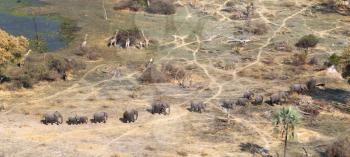 Elephants and giraffes in the Okavango delta (Botswana), aerial shot