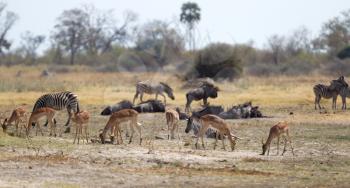 Large group of different animals close to a waterhole, Botswana