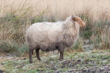 Adult sheep in the typical dutch landscape