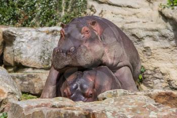 Large hippo (hippopotamus) resting on top of another hippo