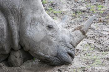 Close-up of a white rhino, natural habitat
