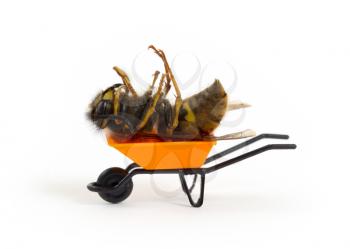 Dead wasp in a miniature wheelbarrow - isolated