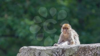 Grumpy Barbary Macaque (Macaca sylvanus) resting, selective focus