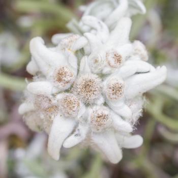 Close-up of an Edelweiss flower, selective focus