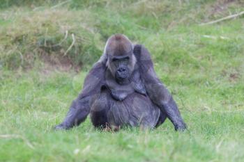 Adult gorilla resting in the green grass