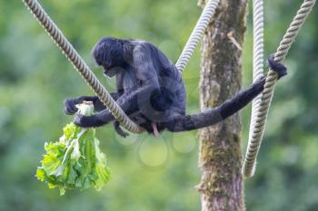 Spider monkey (Ateles fusciceps) eating a piece of fruit