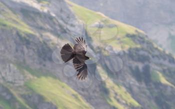 Alpine Chough (Pyrrhocorax graculus) flying in the mountains
