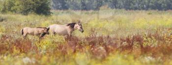 Konik horses walking in the dutch landscape