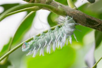 Attacus atlas moth Caterpillar on a green tree