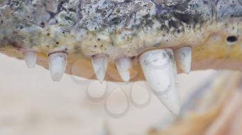 Close-up of crocodile teeth, upper jaw, selective focus