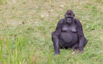 Adult gorilla resting in the green grass