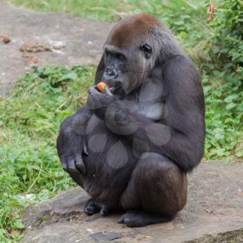 Adult gorilla eating a piece of fruit