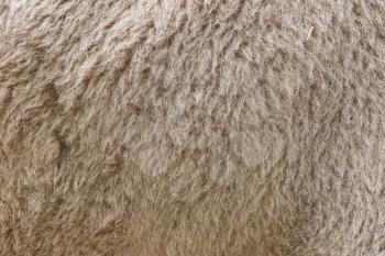 Camel fur, close-up, slightly dirty and rough