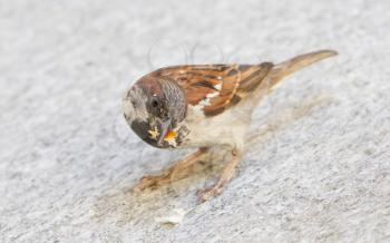Male sparrow begging for a piece of bread, selective focus