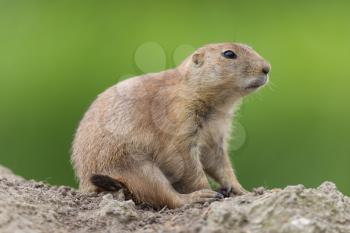 Black-tailed prairie dog  (Cynomys ludovicianus) in it's natural habitat